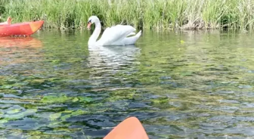 zdjęcie łabędzia podczas spływu kajakowego