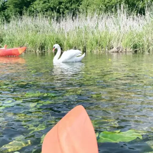 zdjęcie łabędzia podczas spływu kajakowego