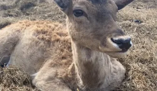 zdjęcie zwierzaka z parku w kadzidłowie