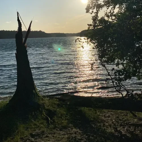 brzeg jeziora ze złamanym drzewem na pierwszym planie