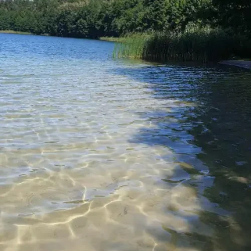 Zdjecie jeziora, czysta woda, drzewa i trzciny